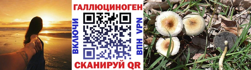Галлюциногенные грибы Psilocybe blacksprut ссылка Вязьма